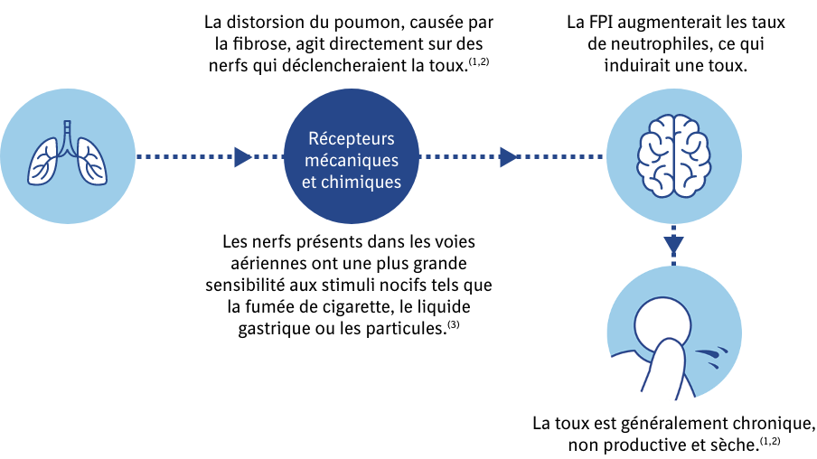 Illustration mécanisme de la toux
